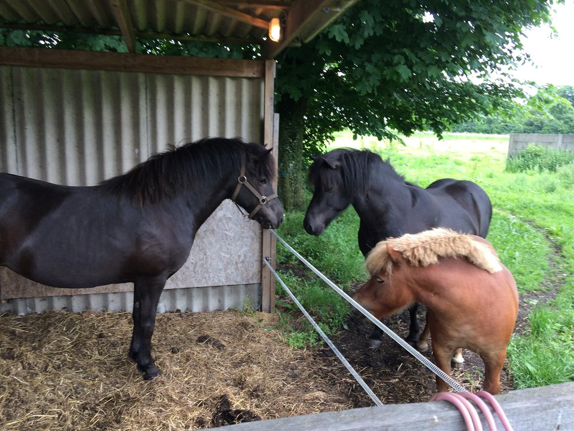 Islænder Sanna fra Åsbæk  - Første møde med kida og dolf 21 juni 2016 billede 3