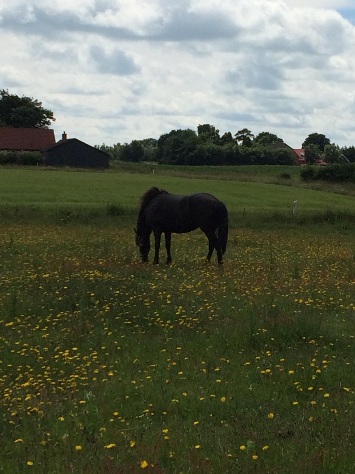 Islænder Sanna fra Åsbæk  billede 4