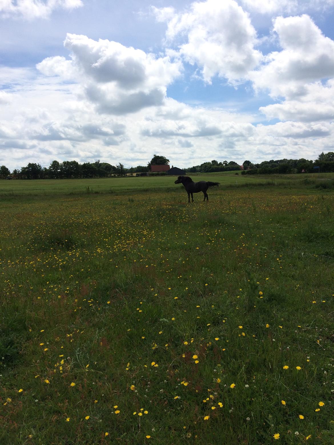 Islænder Sanna fra Åsbæk  billede 5