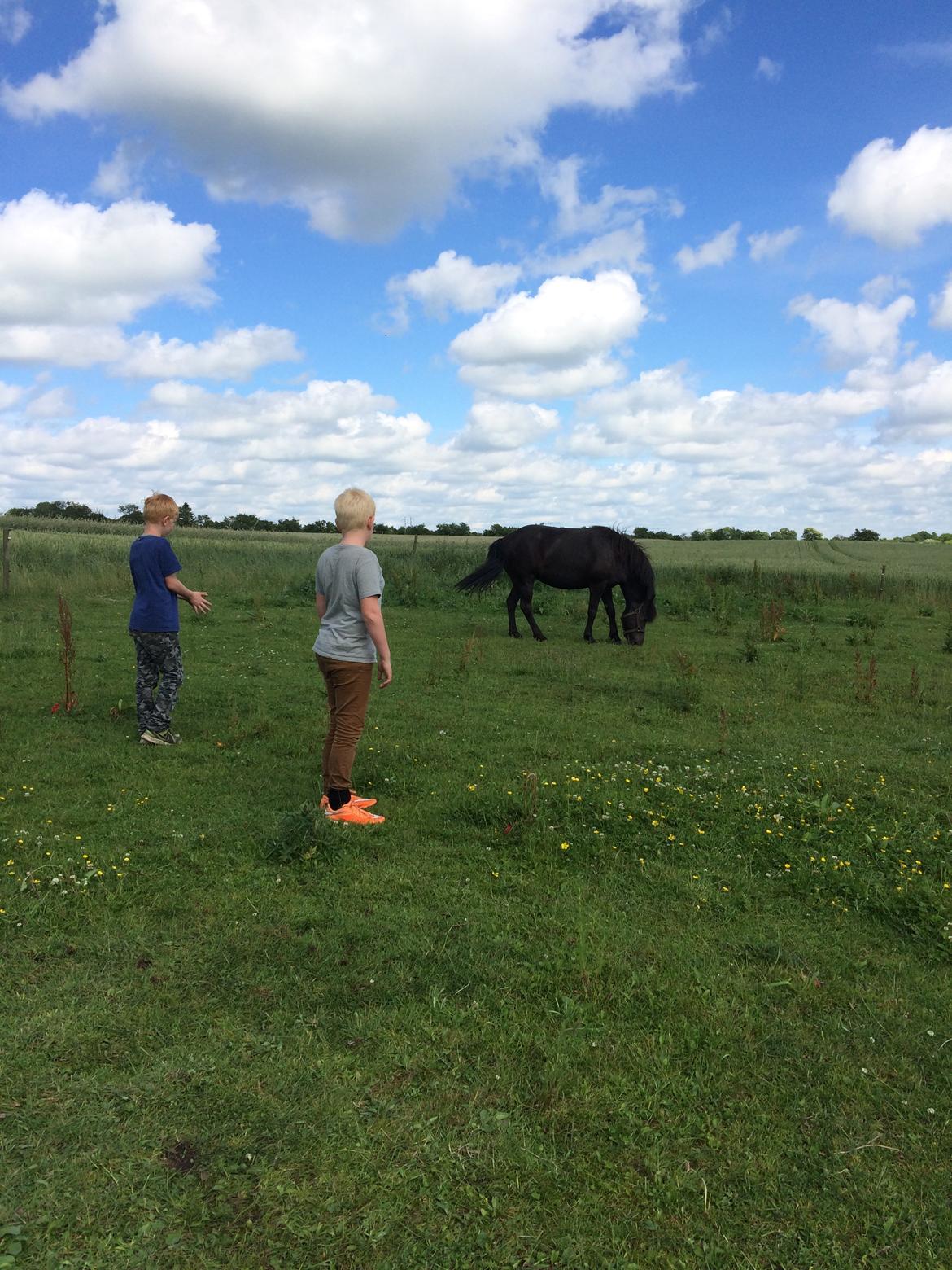Islænder Sanna fra Åsbæk  - Hilser på mine drenge  billede 6