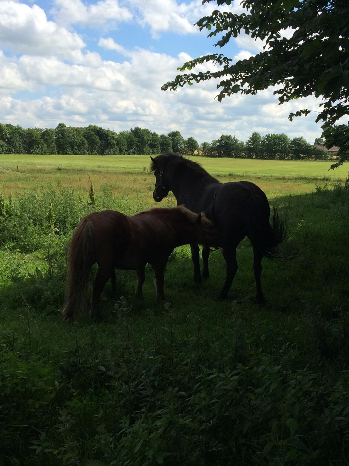 Islænder Sanna fra Åsbæk  - Dolf får lov at hilse på sanna, kida vil have ham den bette røde for sig selv. Men her 16 dage efter er de ved og have fundet deres plads og der er ro i den bette flok billede 7