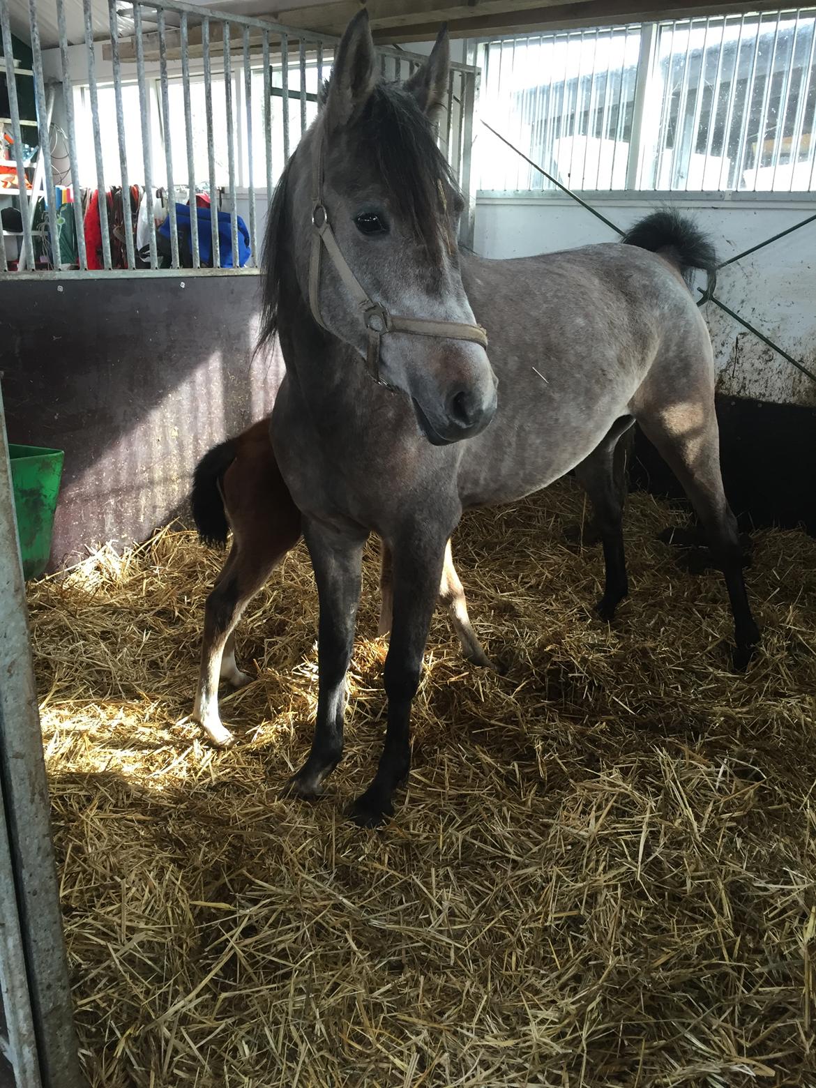 Arabisk fuldblod (OX) SOLGT*   Padisa ox billede 1