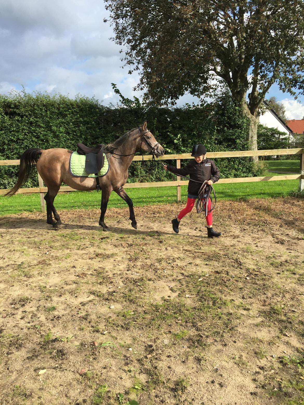 Arabisk fuldblod (OX) SOLGT*   Padisa ox billede 3