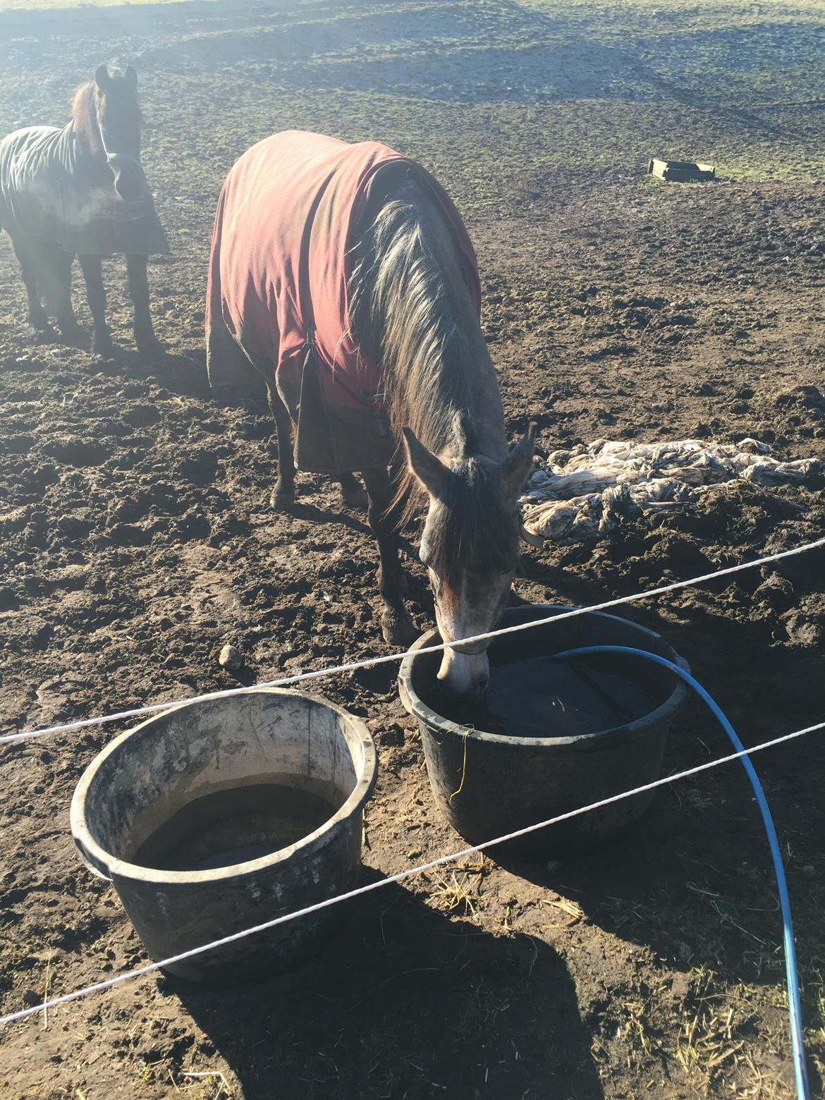 Arabisk fuldblod (OX) SOLGT*   Padisa ox billede 2