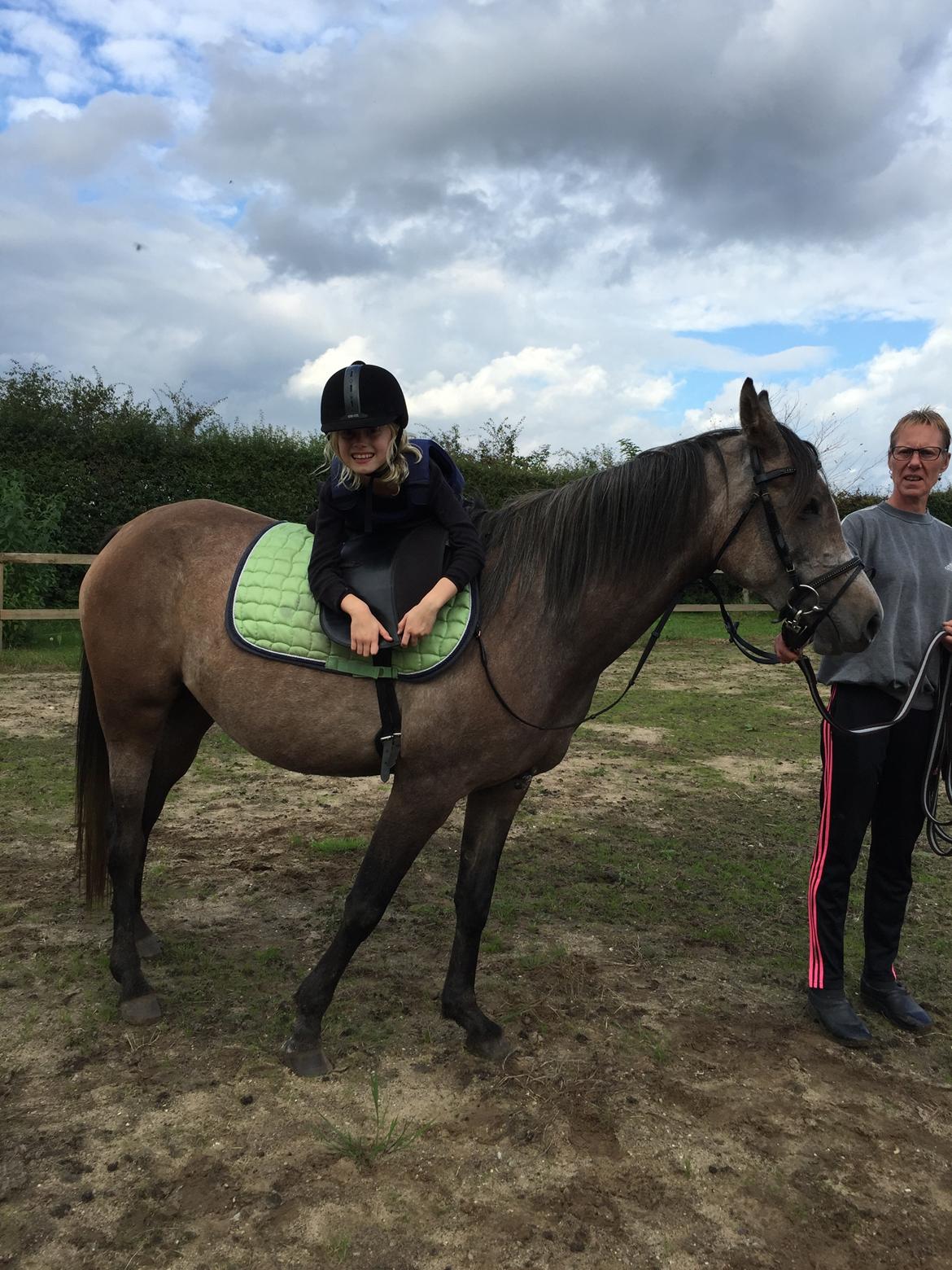 Arabisk fuldblod (OX) SOLGT*   Padisa ox billede 4