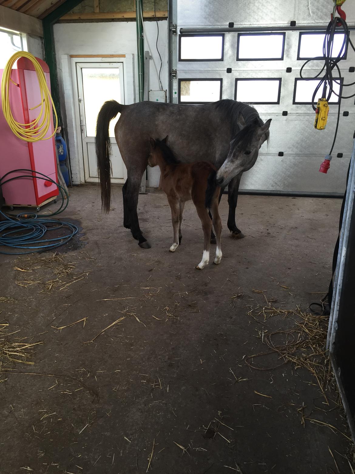 Arabisk fuldblod (OX) SOLGT*   Padisa ox billede 6