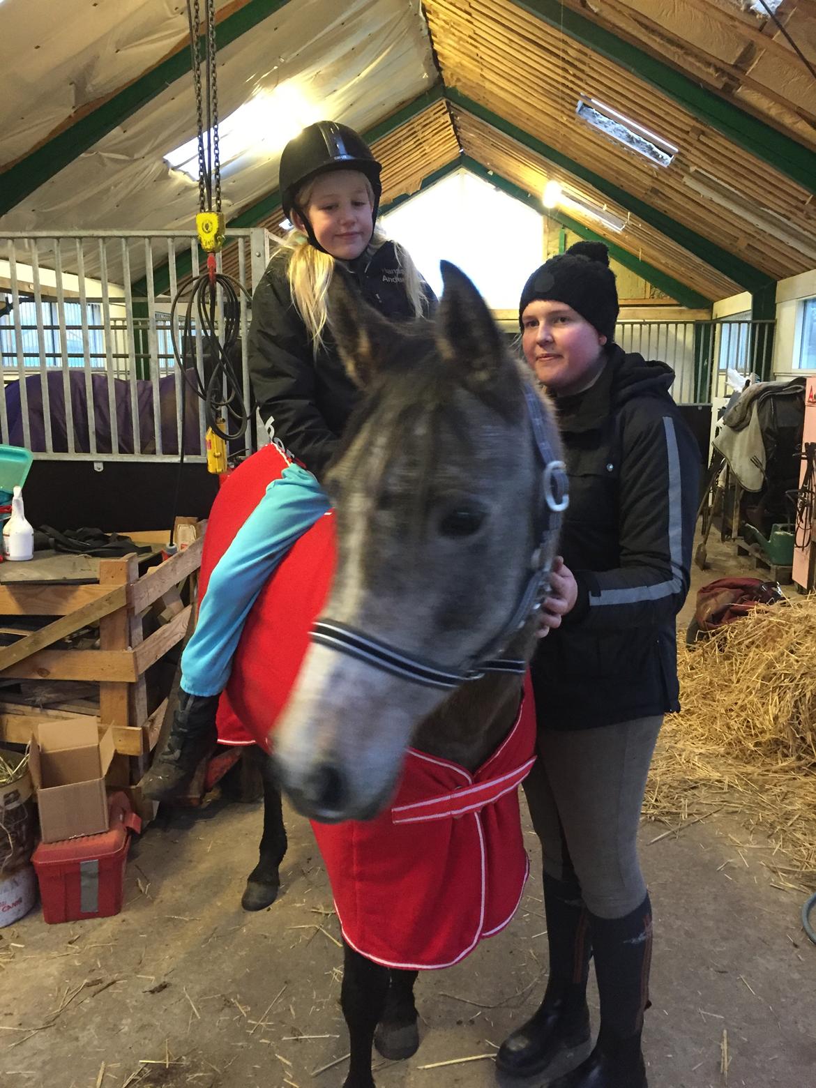 Arabisk fuldblod (OX) SOLGT*   Padisa ox billede 7