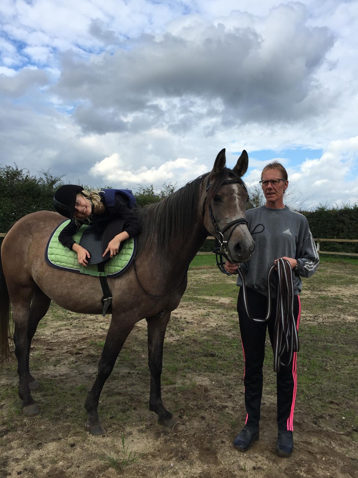 Arabisk fuldblod (OX) SOLGT*   Padisa ox billede 5