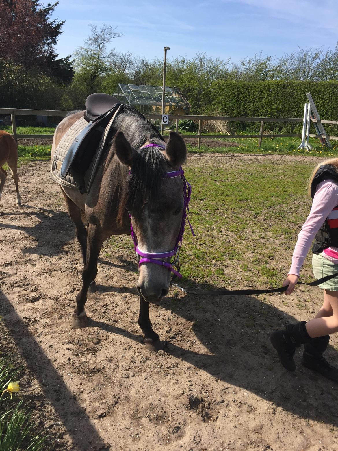 Arabisk fuldblod (OX) SOLGT*   Padisa ox billede 9