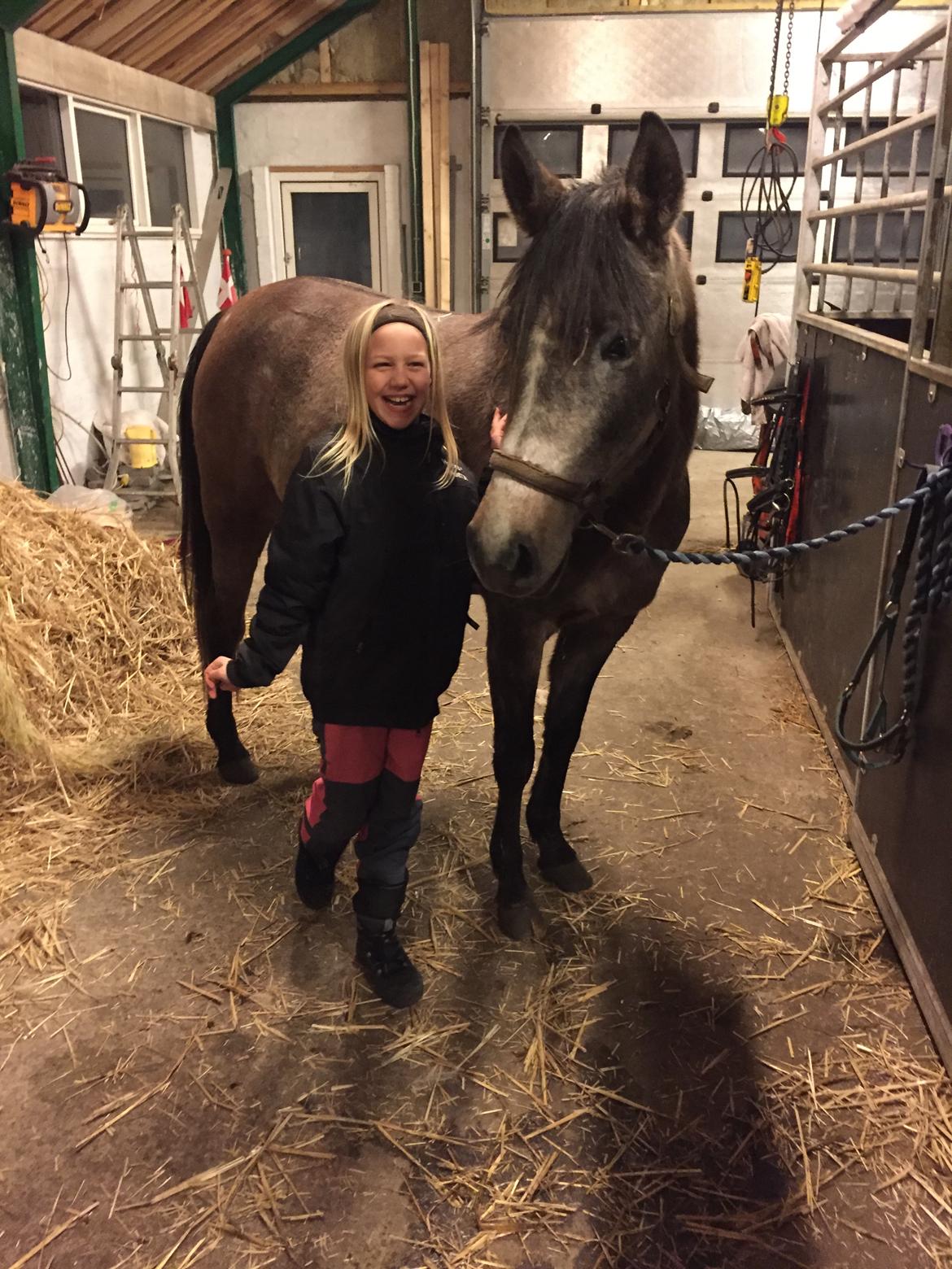 Arabisk fuldblod (OX) SOLGT*   Padisa ox billede 8