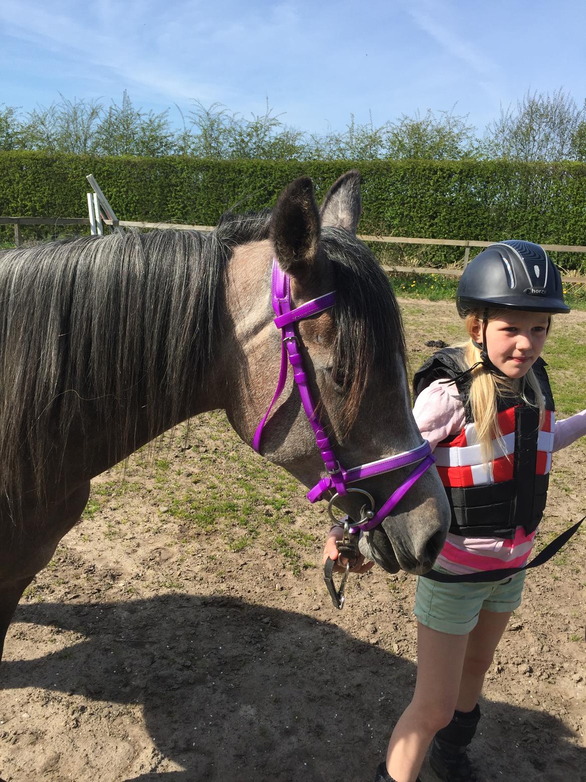 Arabisk fuldblod (OX) SOLGT*   Padisa ox billede 10