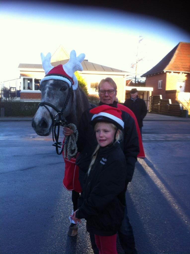 Arabisk fuldblod (OX) SOLGT*   Padisa ox billede 12