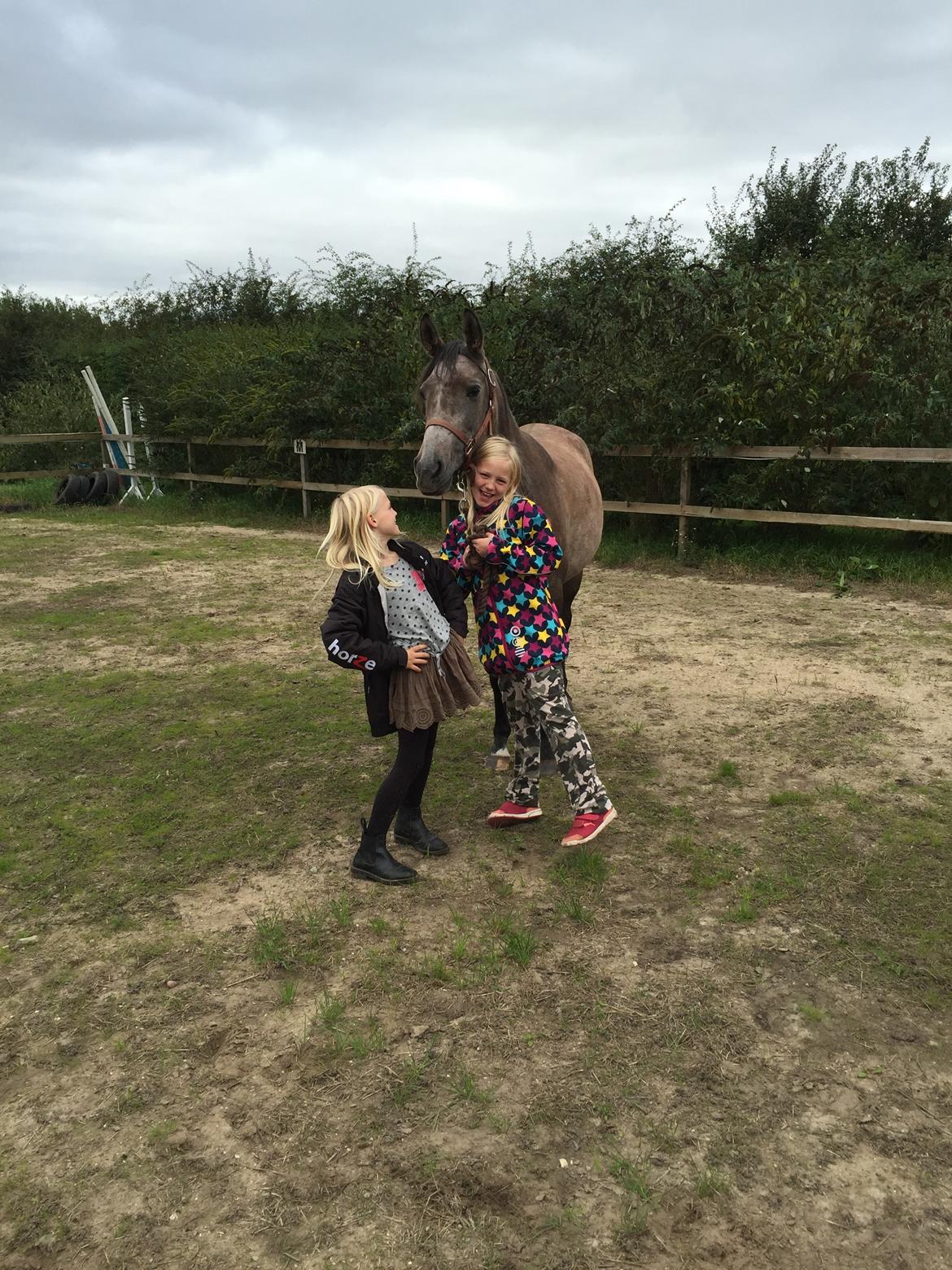 Arabisk fuldblod (OX) SOLGT*   Padisa ox billede 11