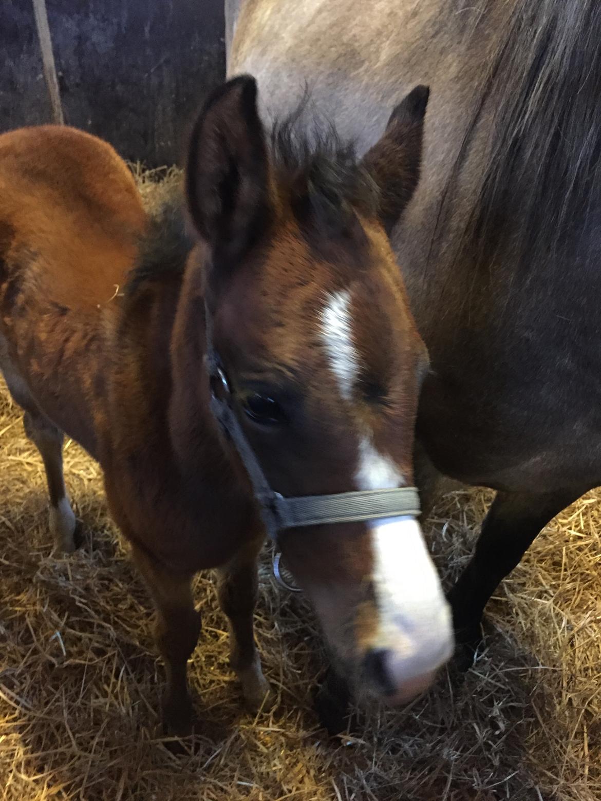 Arabisk fuldblod (OX) SOLGT*   Padisa ox billede 15