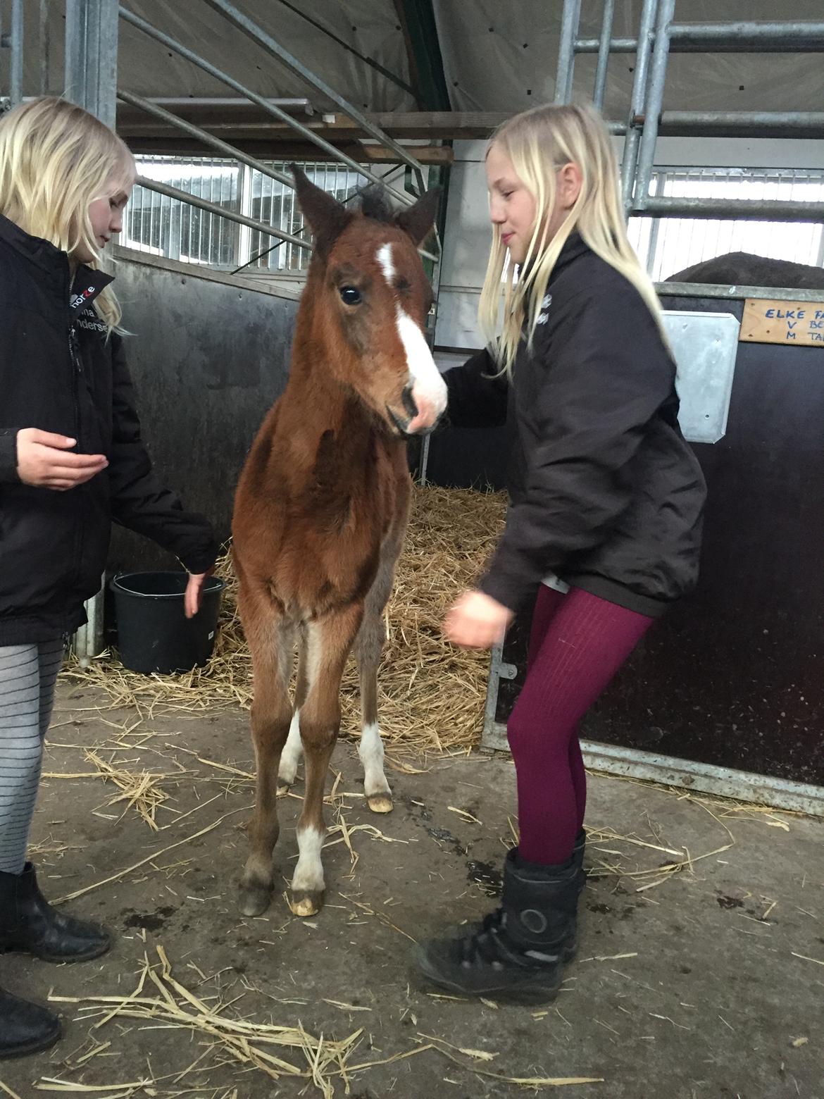 Arabisk fuldblod (OX) SOLGT*   Padisa ox billede 14