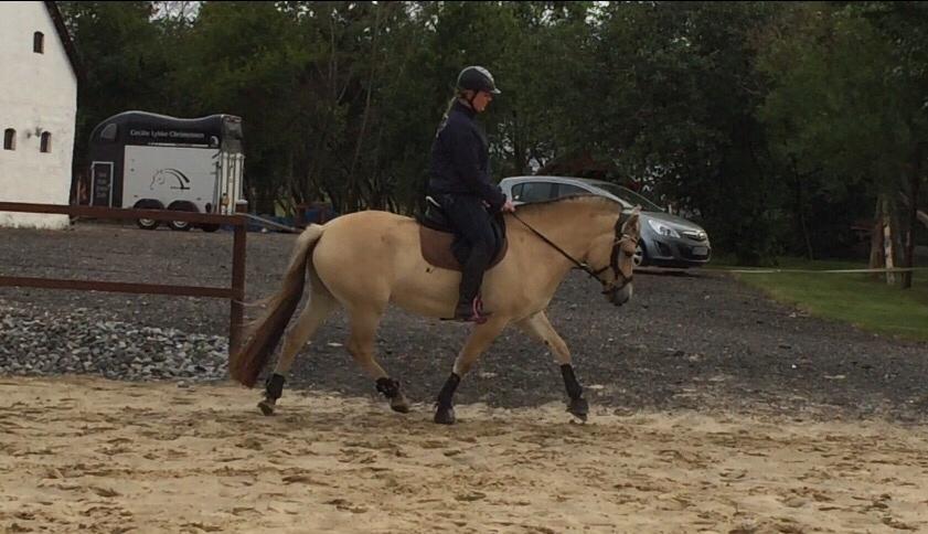 Fjordhest Munkegårdens sille billede 34