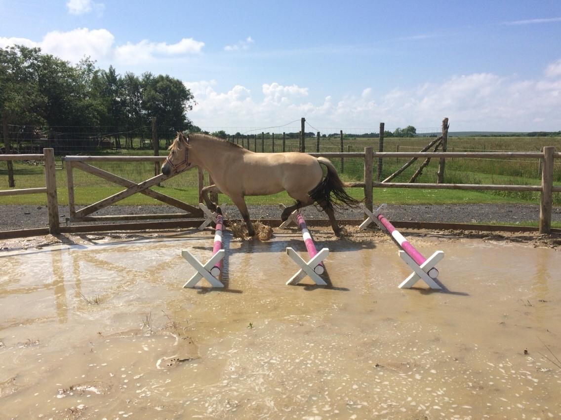 Fjordhest Munkegårdens sille billede 36