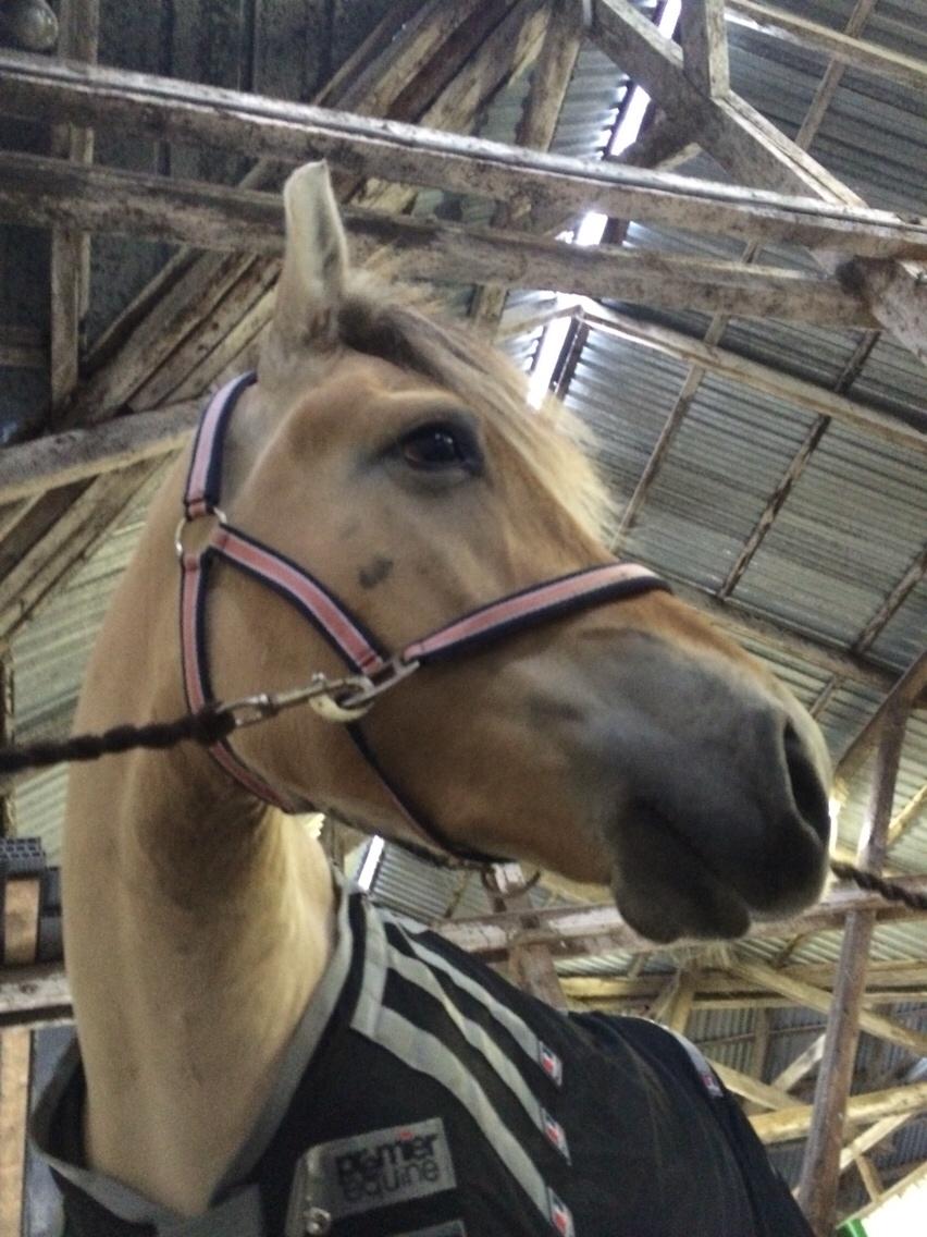 Fjordhest Munkegårdens sille billede 40