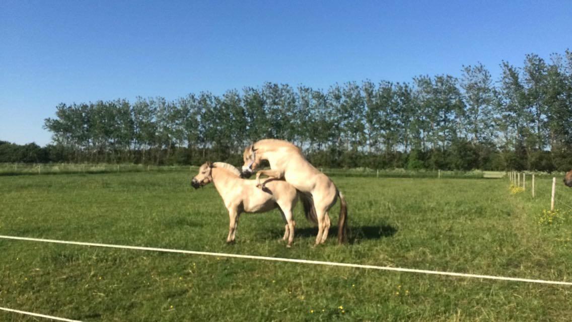 Fjordhest Munkegårdens sille billede 44