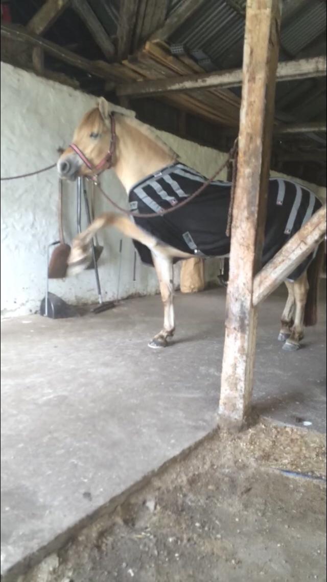 Fjordhest Munkegårdens sille billede 49