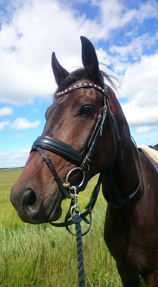 Dansk Varmblod Sieg zack billede 31