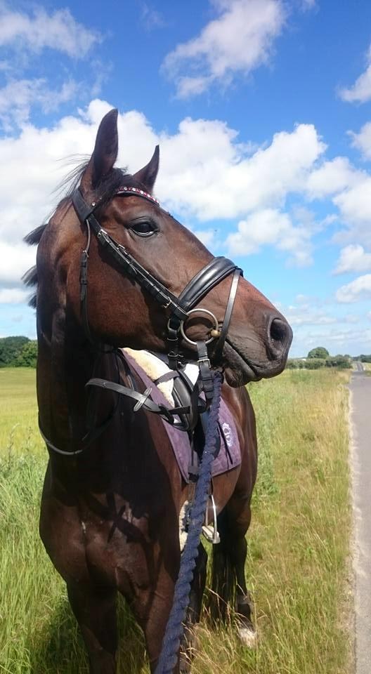 Dansk Varmblod Sieg zack billede 34