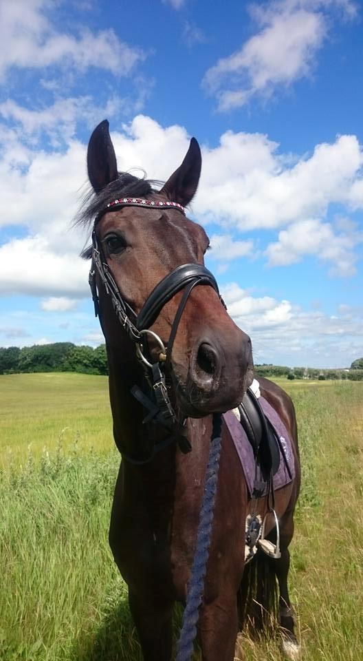 Dansk Varmblod Sieg zack billede 33