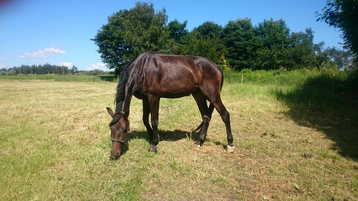 Dansk Varmblod Sieg zack billede 32