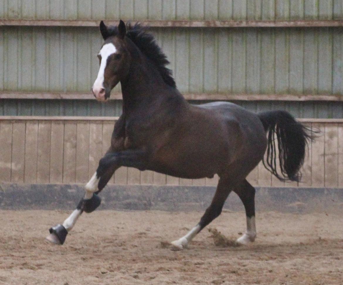 Hollandsk Varmblod Cor De Leandre billede 8