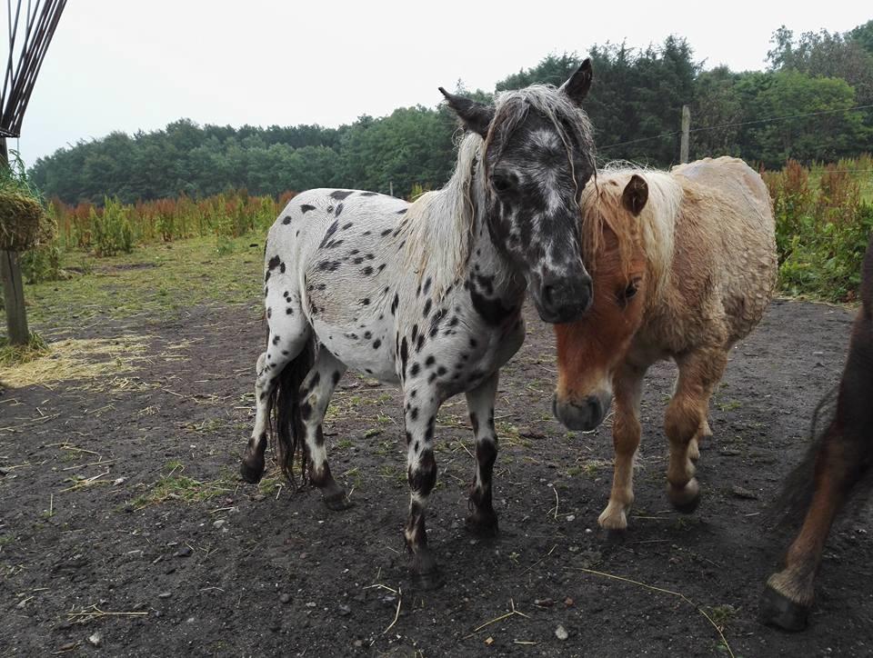 Anden særlig race Kildens Spotlight billede 2