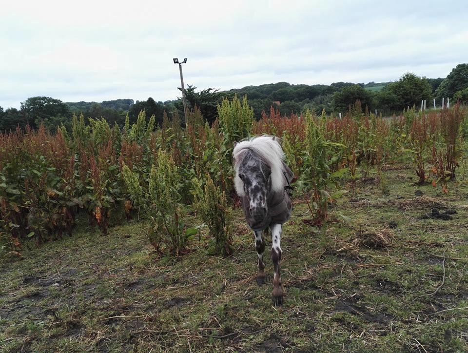 Anden særlig race Kildens Spotlight billede 4