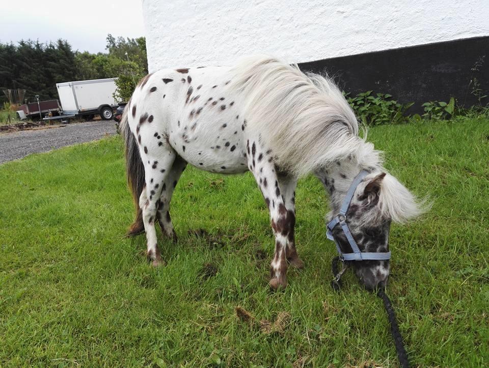 Anden særlig race Kildens Spotlight billede 6