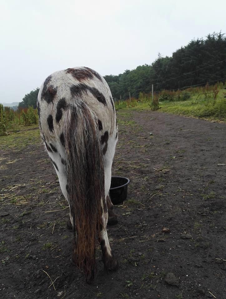 Anden særlig race Kildens Spotlight billede 3