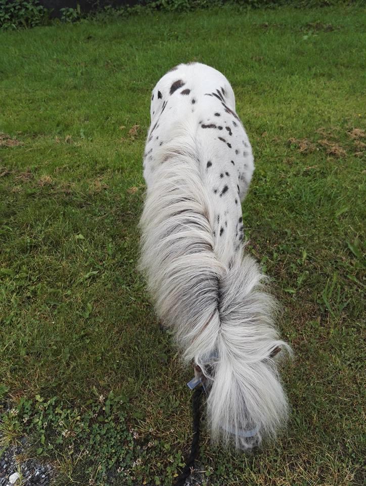 Anden særlig race Kildens Spotlight billede 7