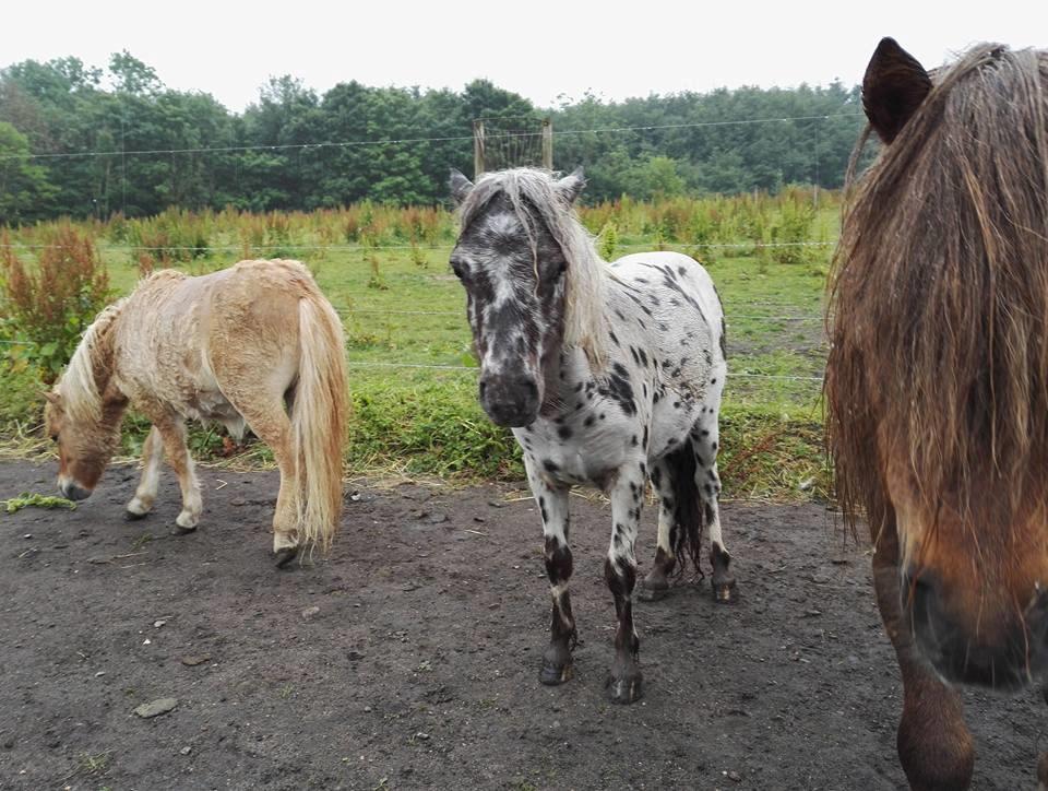 Anden særlig race Kildens Spotlight billede 9