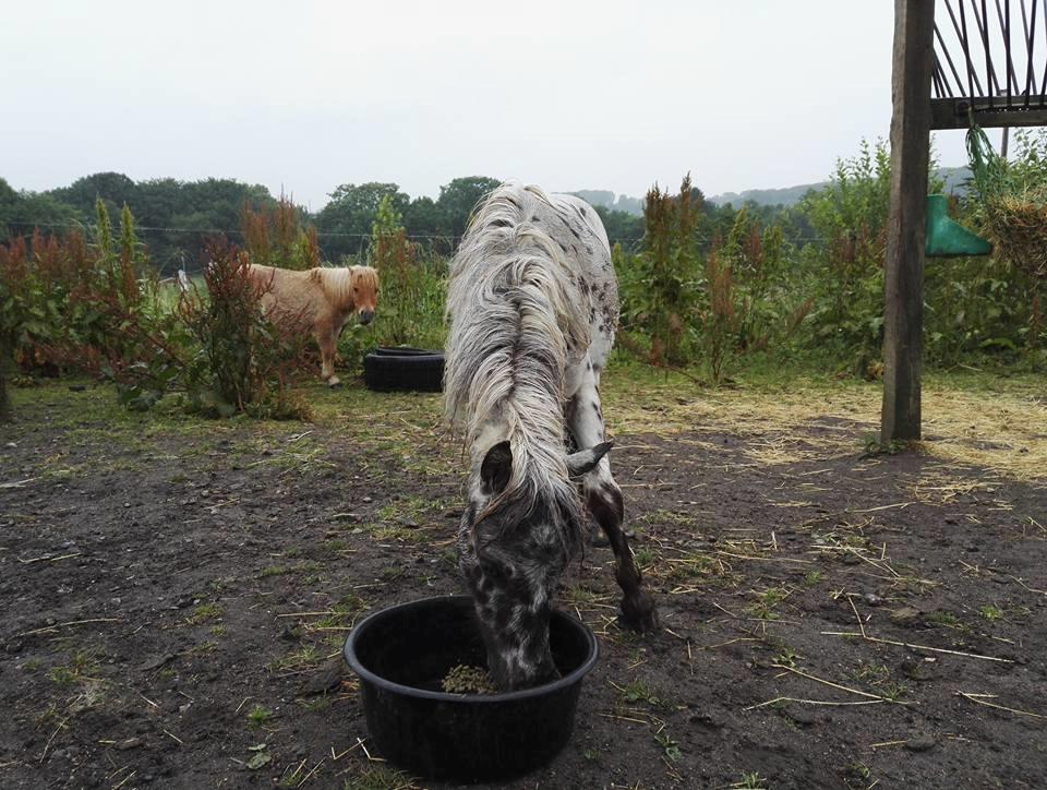 Anden særlig race Kildens Spotlight billede 10