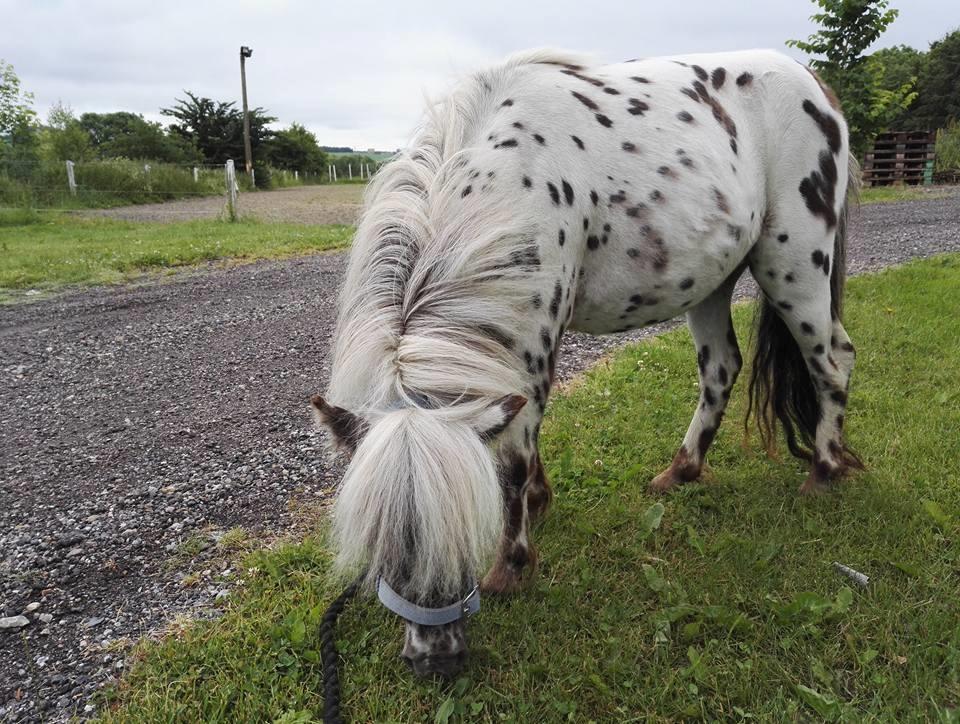 Anden særlig race Kildens Spotlight billede 8