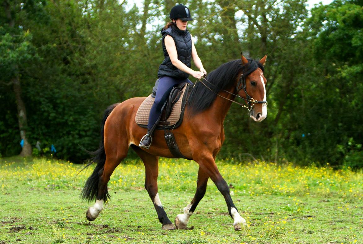 Hollandsk Varmblod Bravour M HJEMME IGEN - camfoto.dk billede 24