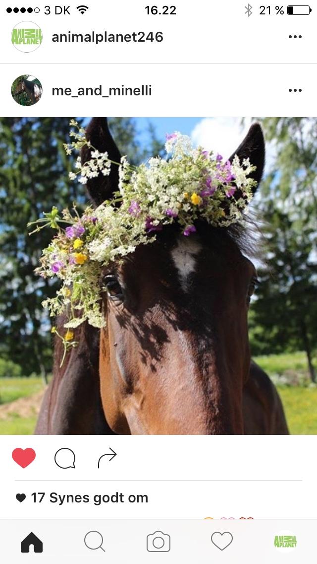 New Forest Minelli billede 1