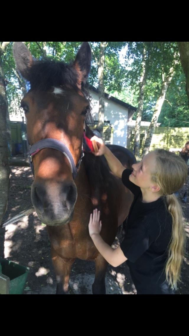 New Forest Minelli billede 2