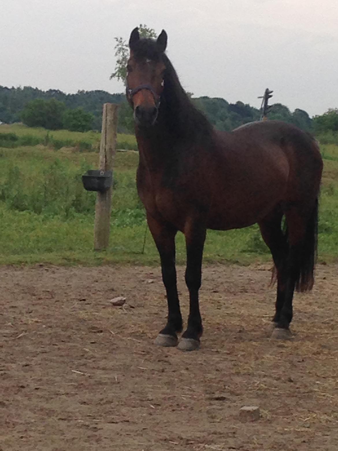 New Forest Minelli billede 3