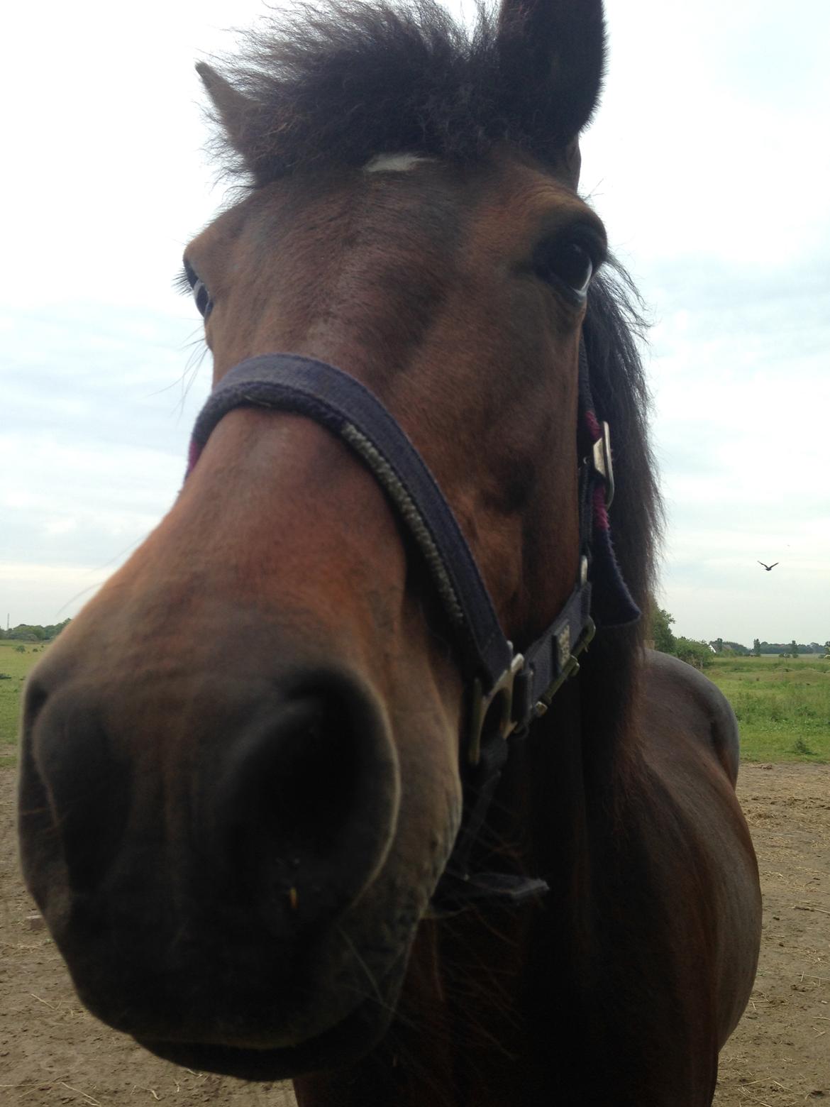 New Forest Minelli billede 4