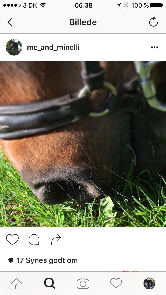 New Forest Minelli billede 5