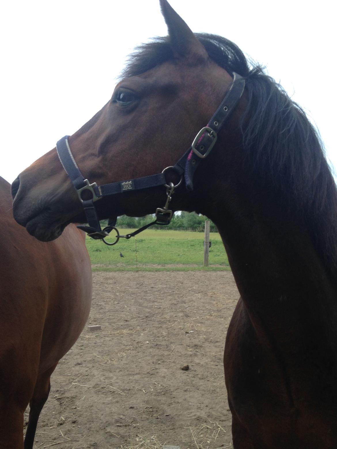 New Forest Minelli billede 6