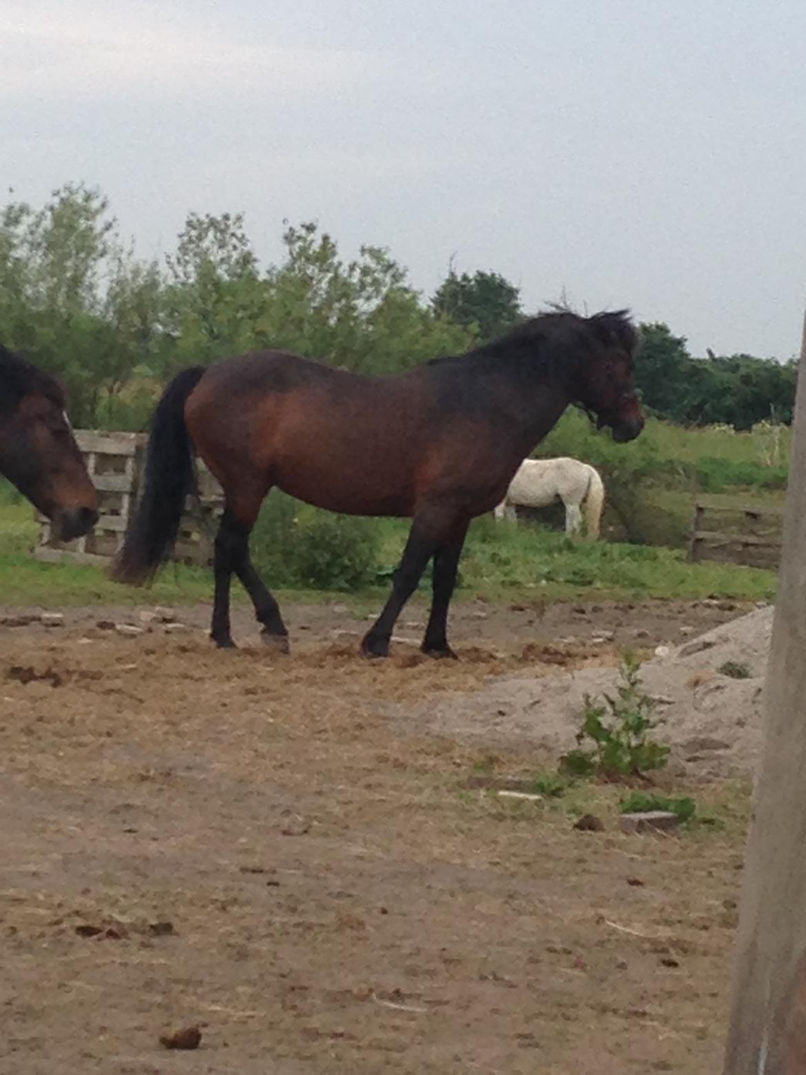 New Forest Minelli billede 7