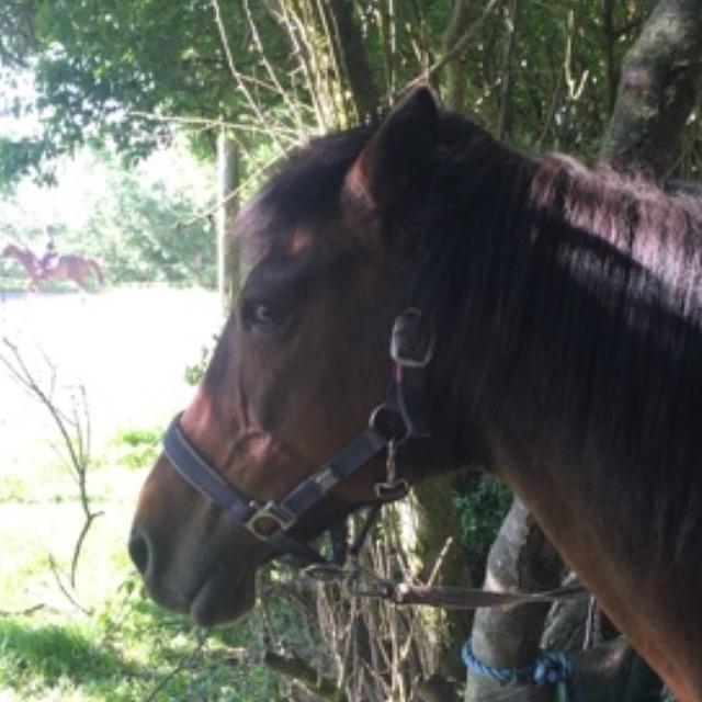 New Forest Minelli billede 8