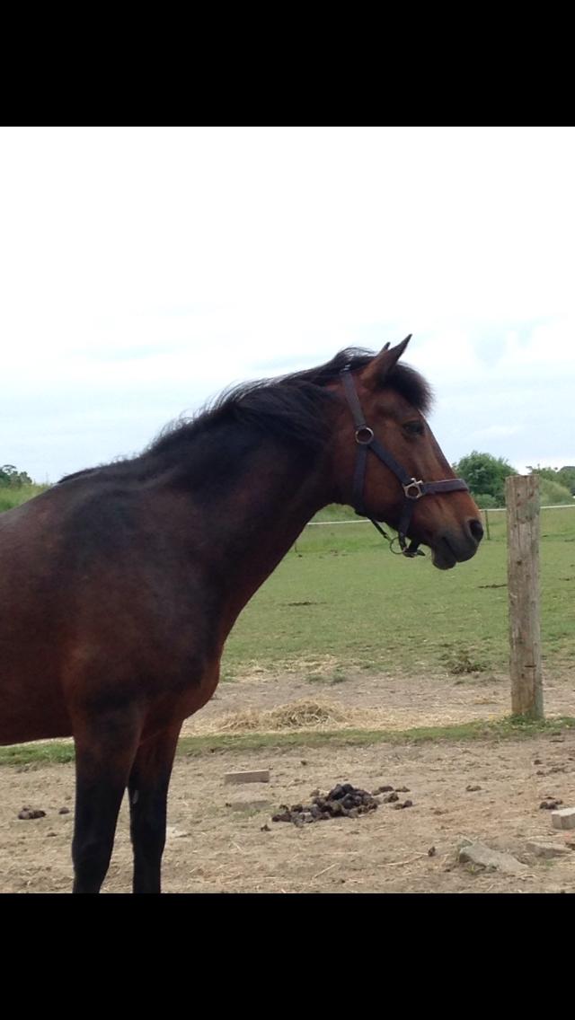 New Forest Minelli billede 9