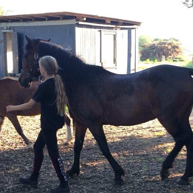 New Forest Minelli billede 10