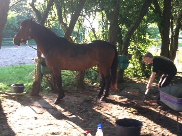 New Forest Minelli billede 11