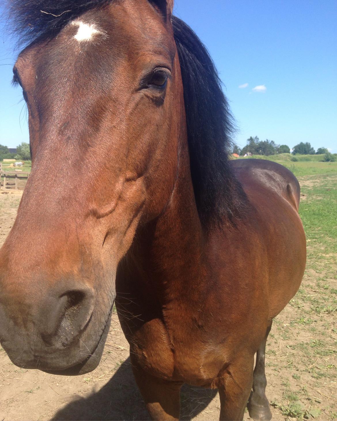 New Forest Minelli billede 13